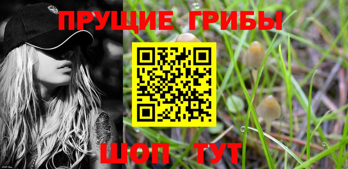 Псилоцибиновые грибы Cubensis Каменка